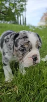 Merle tri Girl MINI, a female English Bulldog and French Bulldog for sale in Clyde, NY – 6 of 8