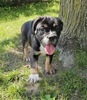 SALE! Dynamo, a male English Bulldog and French Bulldog for sale in Clyde, NY – 6 of 8