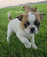 Oscar Pie, a male French Bulldog and Cavalier King Charles Spaniel for sale in Clyde, NY – 6 of 9