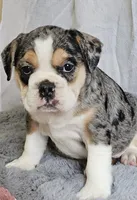 Exotic Merle Freelance Bulldog, a female English Bulldog and French Bulldog for sale in Clyde, NY – 5 of 9