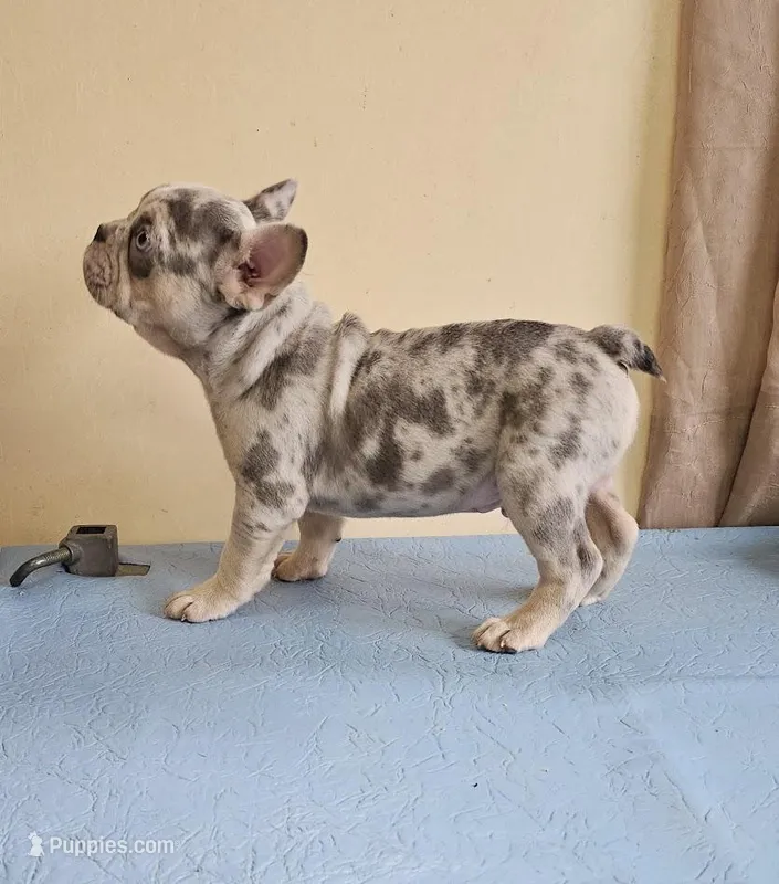 Blue Merle Tri – French Bulldog puppy for sale in Clyde, NY