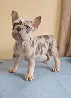 Blue Merle Tri, a male French Bulldog for sale in Clyde, NY – Photo 2 of 3