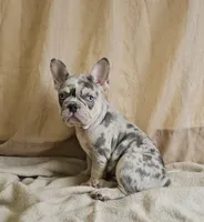 Blue Merle Tri, a male French Bulldog for sale in Clyde, NY – Photo 3 of 3