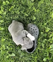 True Blue, a male English Bulldog and French Bulldog for sale in Clyde, NY – 5 of 7