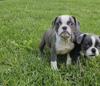 Sashay, a female French Bulldog and Pug for sale in Clyde, NY – 4 of 4