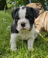 Small Tri Boy, a male English Bulldog and French Bulldog for sale in Clyde, NY – 2 of 9