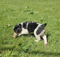 Shelby, a male French Bulldog and Cavalier King Charles Spaniel for sale in Clyde, NY – 7 of 10