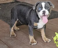 Big Bubba, a male English Bulldog and French Bulldog for sale in Clyde, NY – 2 of 5
