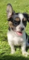 Shelby, a male French Bulldog and Cavalier King Charles Spaniel for sale in Clyde, NY – 4 of 10