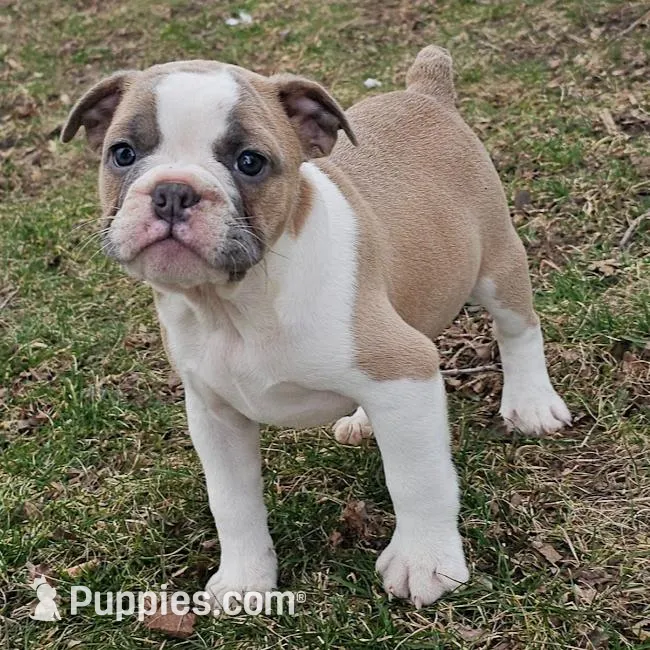 Mini Bulldog Blue Fawn Girl – English Bulldog, French Bulldog puppy for sale in Clyde, NY
