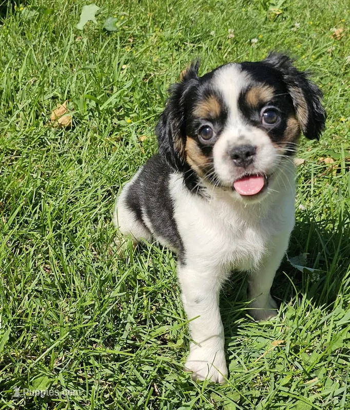Shelby – French Bulldog, Cavalier King Charles Spaniel puppy for sale in Clyde, NY
