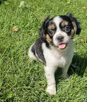 Shelby, a male French Bulldog and Cavalier King Charles Spaniel for sale in Clyde, NY – 1 of 10