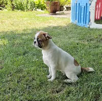 Oscar Pie, a male French Bulldog and Cavalier King Charles Spaniel for sale in Clyde, NY – 8 of 9