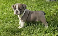 Seal Color Girl, a female English Bulldog and French Bulldog for sale in Clyde, NY – 2 of 7