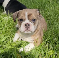Seal Merle Boy , a male English Bulldog and French Bulldog for sale in Clyde, NY – 5 of 9