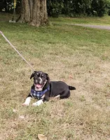 SALE! Capt. Jack Sparrow, a male French Bulldog and Pug for sale in Clyde, NY – 3 of 7