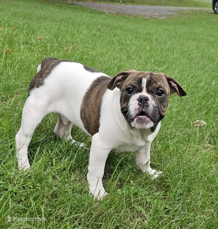 SALE! Rollo Mini Bulldog – English Bulldog, French Bulldog puppy for sale in Clyde, NY