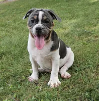 Blue Bubba, a male English Bulldog and French Bulldog for sale in Clyde, NY – 2 of 5
