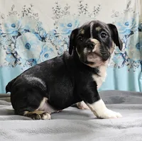 Terfin, a male French Bulldog and Pug for sale in Clyde, NY – 2 of 6