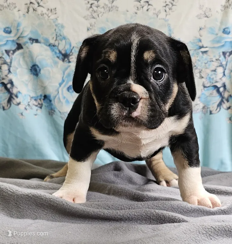 Terfin – French Bulldog, Pug puppy for sale in Clyde, NY