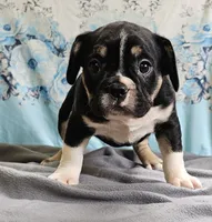 Terfin, a male French Bulldog and Pug for sale in Clyde, NY – 1 of 6
