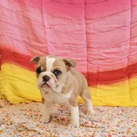 Gold Star Girl, a female English Bulldog and French Bulldog for sale in Clyde, NY – 3 of 8