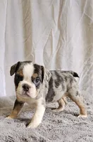 Mini Blue Bulldog, a male English Bulldog and French Bulldog for sale in Clyde, NY – 3 of 5