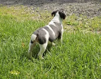 Spot, a male English Bulldog and French Bulldog for sale in Clyde, NY – 7 of 9