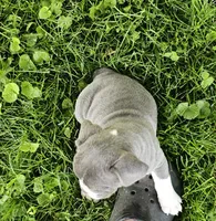 True Blue, a male English Bulldog and French Bulldog for sale in Clyde, NY – 3 of 7