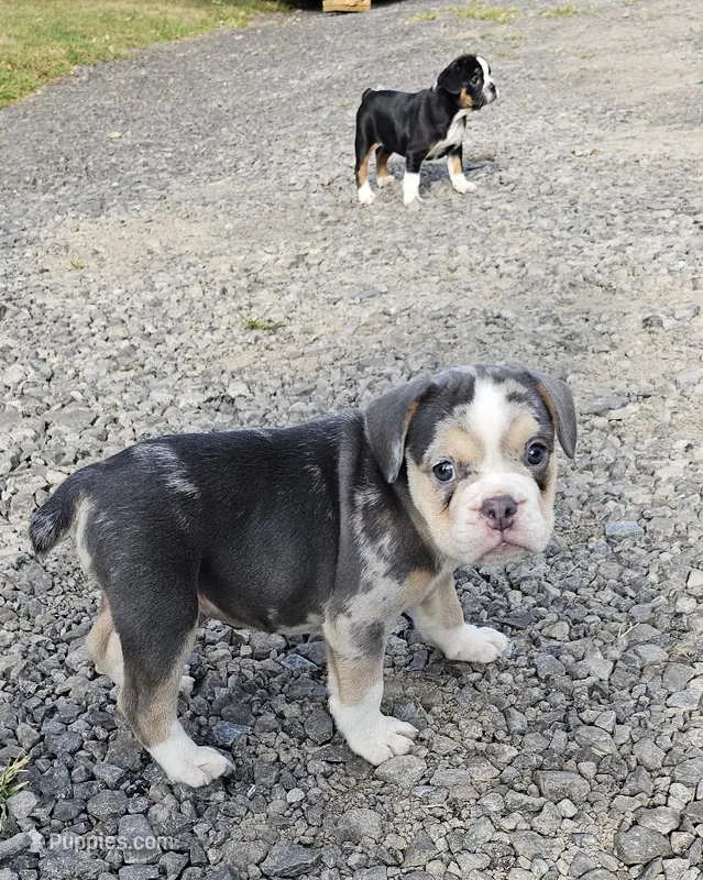 Freelance Blue Bulldog – English Bulldog, French Bulldog puppy for sale in Clyde, NY
