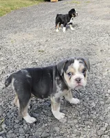 Freelance Blue Bulldog, a male English Bulldog and French Bulldog for sale in Clyde, NY – 1 of 4