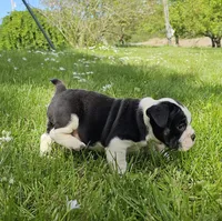 Small Tri Boy, a male English Bulldog and French Bulldog for sale in Clyde, NY – 7 of 9