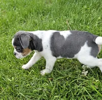 Spot, a male English Bulldog and French Bulldog for sale in Clyde, NY – 4 of 9