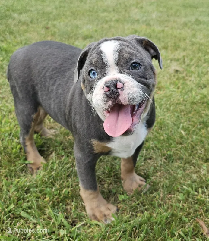 Big Bubba – English Bulldog, French Bulldog puppy for sale in Clyde, NY