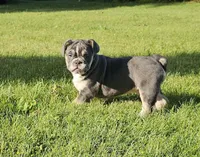 Mini Chunk, a male English Bulldog and French Bulldog for sale in Clyde, NY – 3 of 7