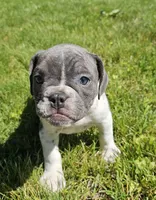 Blue Speck, a female English Bulldog and French Bulldog for sale in Clyde, NY – 5 of 10