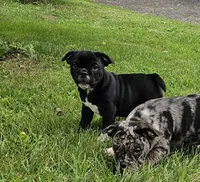 SALE! Mini Dolly Dimples, a female English Bulldog and French Bulldog for sale in Clyde, NY – 2 of 8