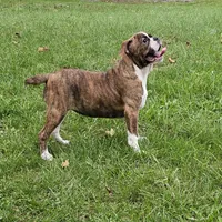 HALF PRICE! Tiger Girl, a male English Bulldog and French Bulldog for sale in Clyde, NY – 3 of 10