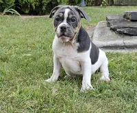Blue Bubba, a male English Bulldog and French Bulldog for sale in Clyde, NY – 5 of 5
