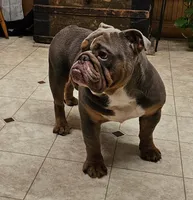 Merle tri Girl MINI, a female English Bulldog and French Bulldog for sale in Clyde, NY – 7 of 8