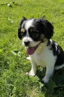 Shelby, a male French Bulldog and Cavalier King Charles Spaniel for sale in Clyde, NY – 5 of 10