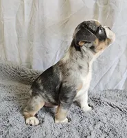 Mini Blue Bulldog, a male English Bulldog and French Bulldog for sale in Clyde, NY – 4 of 5