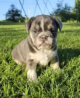 Mini Chunk, a male English Bulldog and French Bulldog for sale in Clyde, NY – 1 of 7