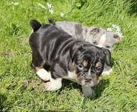 Black Tri Boy, a male English Bulldog and French Bulldog for sale in Clyde, NY – 2 of 5
