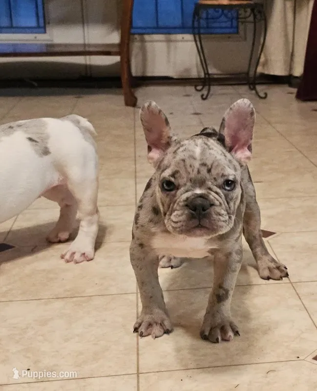 Blue Merle Fem – French Bulldog puppy for sale in Clyde, NY