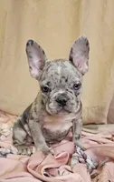 Blue Merle Fem, a female French Bulldog for sale in Clyde, NY – Photo 6 of 9