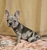 Blue Merle Fem, a female French Bulldog for sale in Clyde, NY – Photo 8 of 9