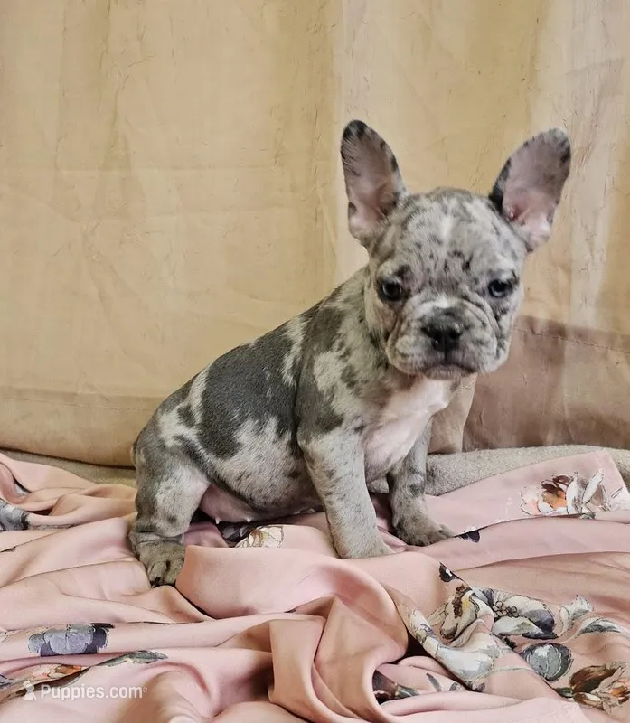 Blue Merle Fem – French Bulldog puppy for sale in Clyde, NY