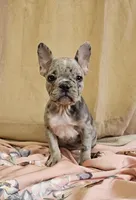Blue Merle Fem, a female French Bulldog for sale in Clyde, NY – Photo 2 of 9