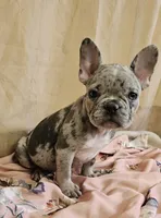 Blue Merle Fem, a female French Bulldog for sale in Clyde, NY – Photo 7 of 9